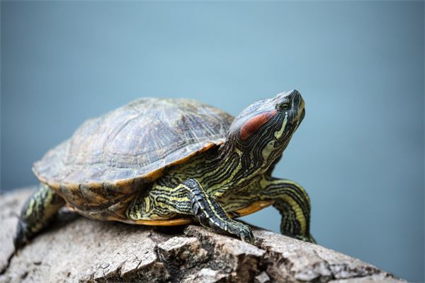 梦见乌龟代表什么数字 (梦见乌龟代表短命与财产 做梦梦见好多乌龟是什么意思)