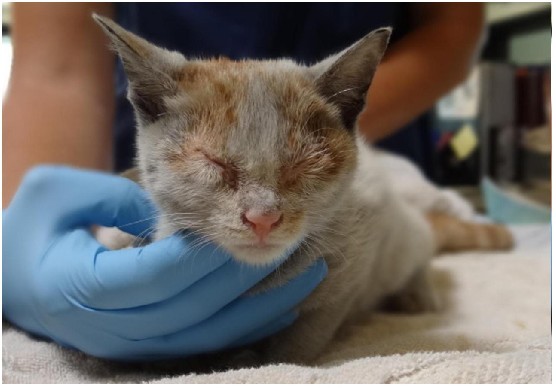 女性梦见猫撒了好多尿在床上 (女性梦见猫撒尿含义与警示 女性梦见猫撒了好多尿在床上)