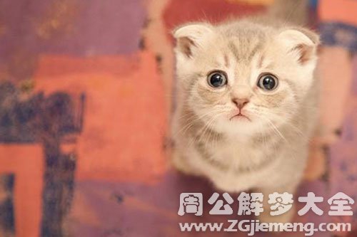 梦见多只猫和狗预示着什么