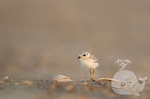 梦见死鸟周公解梦 (梦见死鸟周公解梦通知你 周公解梦梦见死鸟什么预兆)