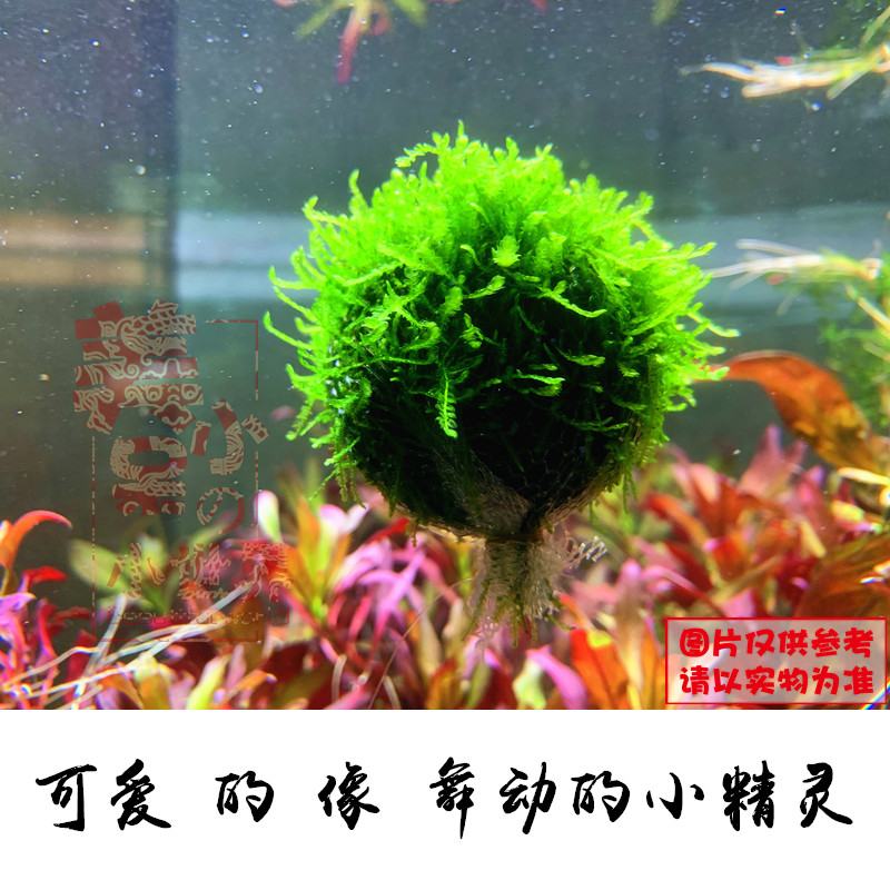 最佳水草草坪图片 (最佳水草草坪植物 最好养的草坪水草)