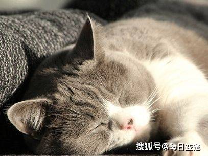 猫咪最适宜吃的5种食物