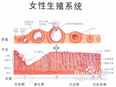 月经推延按这按摩好吗 (月经推延按这两个催经穴 按摩最快1分钟催经图)