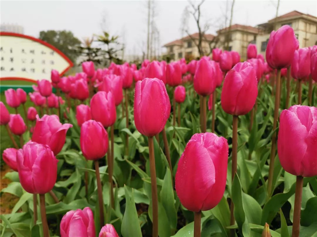 红色郁金香的花语和象征意义 (红色郁金香的寓意及适宜送给女友的场所 红色郁金香送女好友意义)