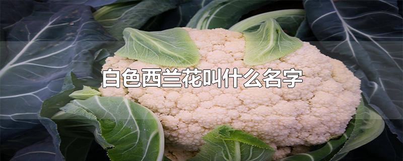 西兰花可以放多久不坏