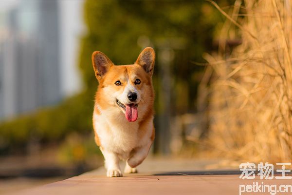 半夜睡觉梦见死了的人是什么意思 (半夜睡觉梦见狗咬人什么意思 午睡梦见被狗咬是什么预兆)