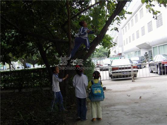 女人做梦捡树叶子什么意思 (女人做梦捡树枝的寓意 女人做梦梦到捡树枝)