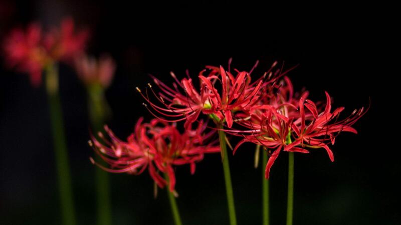 什么花的花语是无法得到 (哪些花无法以用啤酒浇 啤酒浇花的留意事项)