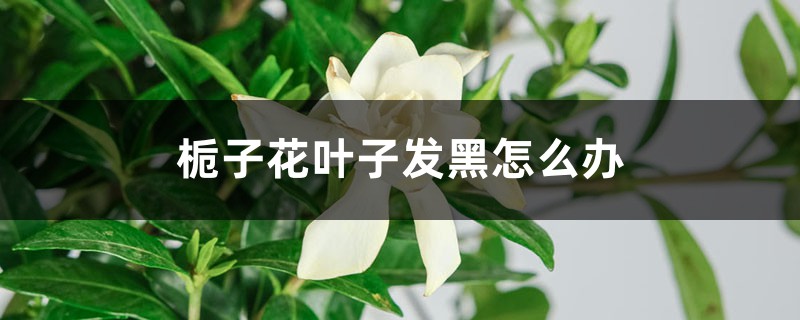 栀子花叶片发黑干枯是什么原因 (栀子花叶片发软的修缮方法 栀子花叶子蔫了软了是缺水吗)