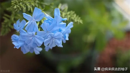 送女好友植物的祝福语