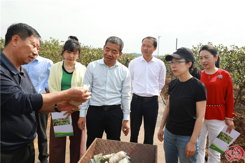 深入剖析邵阳SEO策略，解锁本地搜索霸主地位 (进行深入剖析)