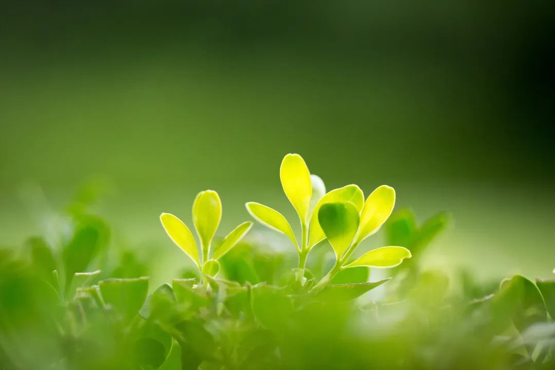 掌握网站自然优化的艺术：分步指南，打造一个搜索引擎宠爱的网站 (如何提高网站的自然排名)