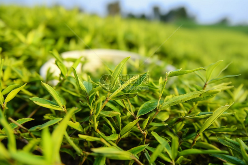 从茶叶园到茶杯：茶叶品牌推广的全面指南，提升知名度和销量 (从茶叶园到茶园怎么走)