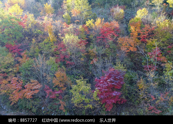 枫林SEO：提升您的网站可见性和在线表现 (枫林晚)