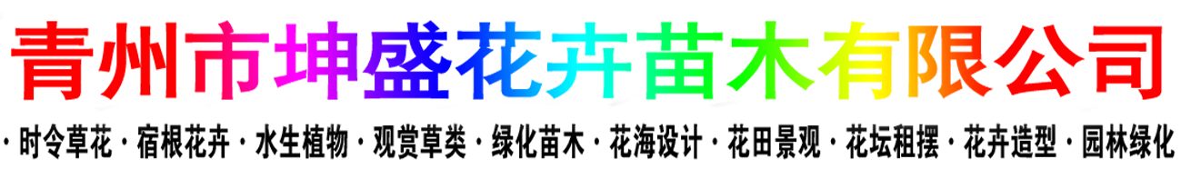 宿根花卉,山东草花,草花批发,花海设计